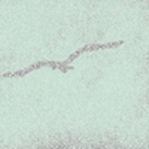 白鸟过河滩(AI科比)