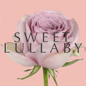 Sweet Lullaby