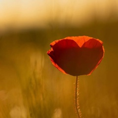 你给我多少时间