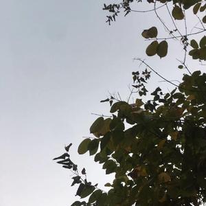 阴雨,树叶,天空