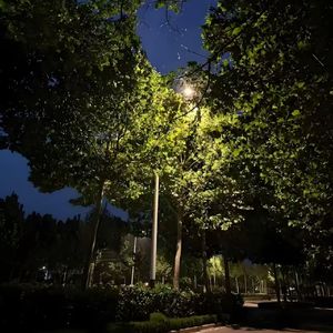 Spring Serenade（春之小夜曲）