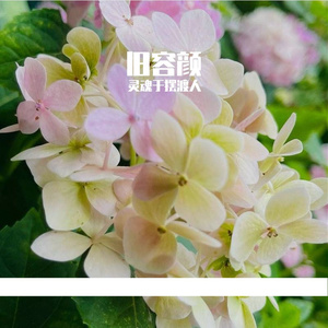旧容颜-整曲 伴奏