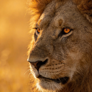 Simba akiamka