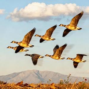 血如墨 (Cover 张碧晨)