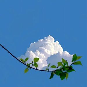 三天可见