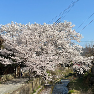 SAKURA reWRITE (2026Remasterd)
