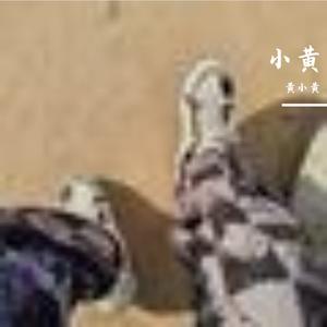 永远年轻，热泪盈眶的梦想之旅