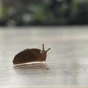 Gastropodous Daydreams