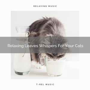 Interesting Weather Noises For Dearest Cats