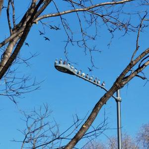 死性不改（cover：陈柯霓）