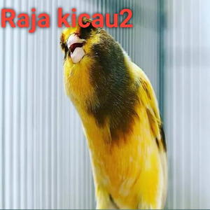 Suara Kenari Ngerol Panjang Sampai Cot Cot
