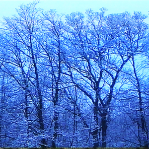 NIGHTFOREST (Original Mix)