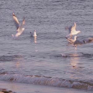 trouble maker（翻自 洛少爷）