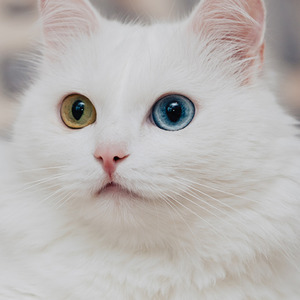 Kucing menggemaskan