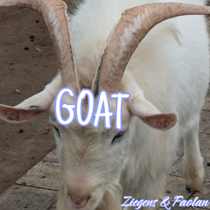 Goat