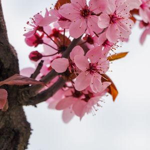 【FREE】“ 桃花游 ” - 中国风 Type Beat