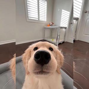 Dhilay Gotsu (it begins from here) (feat. Kinley Yangdon)