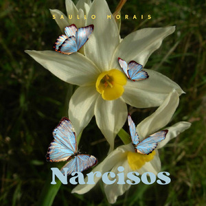 Narcisos