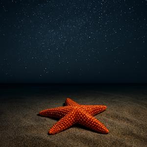 바다의 별 (불가사리) 1