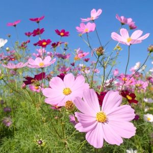 花开忘忧 张起灵版