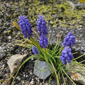 小さな幸せ(World Peace Song)