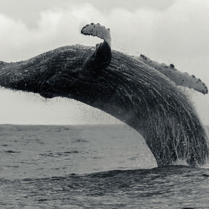 屋顶晾着白衬衫