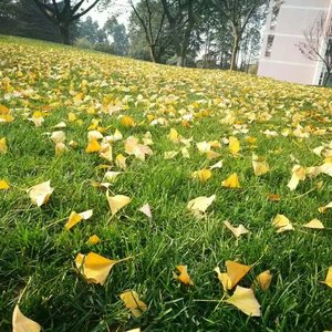 北方女王（翻自 尧十三）