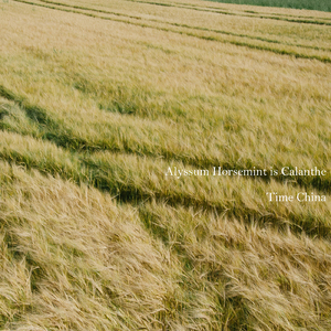 Glory Kochia for Carnation