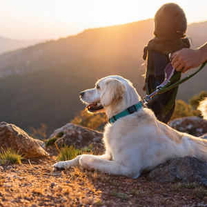 La Música Suave Alivia La Ansiedad De Las Mascotas