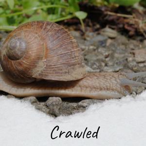 Crawled