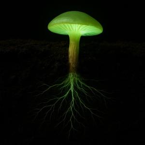 Biolume Signal
