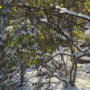 Winter Anxiety
