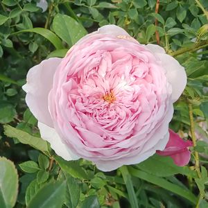 心灵之境（纯音乐）