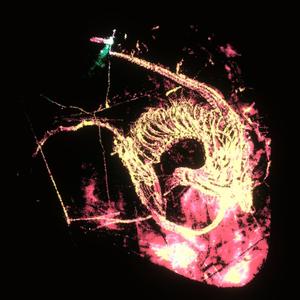 Petals in Violet (feat. Defcee)