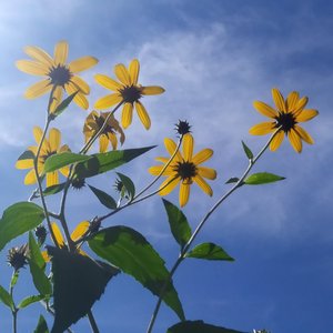 GTA“五星好市民”