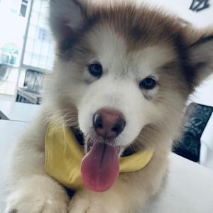 钢司令-我为情字立大旗