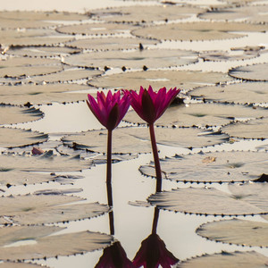 은방울꽃 Maylily