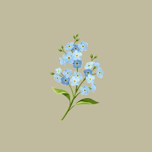 Forget Me Not