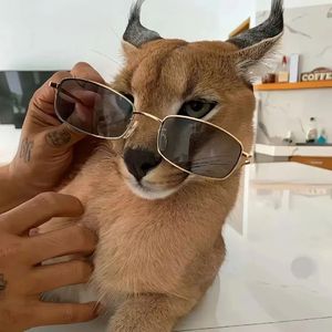 UwU FUNK（压迫感）