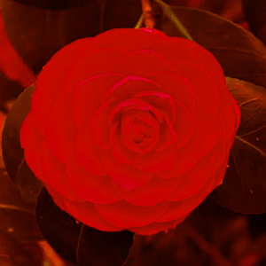 The Garden (Slowed Version)