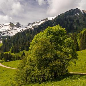 《沉默的看客》