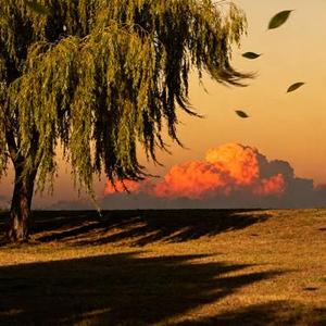 你像风一样出现