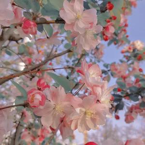 晚夜微雨问海棠1