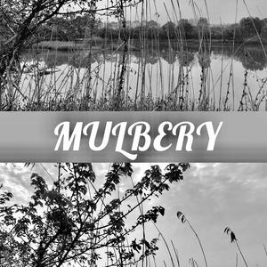 MULBERRY