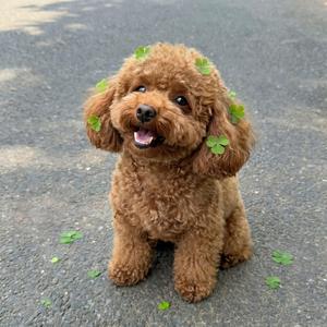 얼렁뚱땅 강아지의 일상 little dog's life