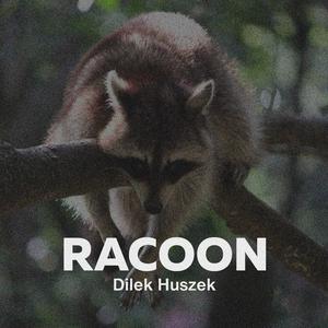 Racoon