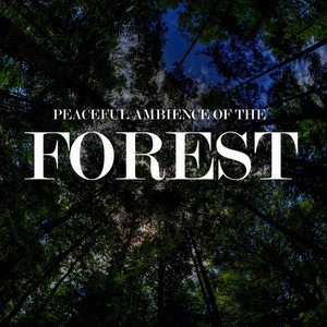 Peaceful Ambience of the Forest, Pt. 05