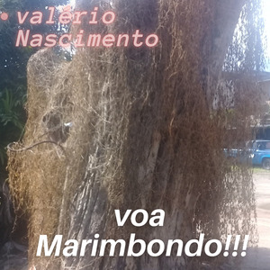 Voa Marimbondo!!!