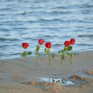 插朵自己爱的花