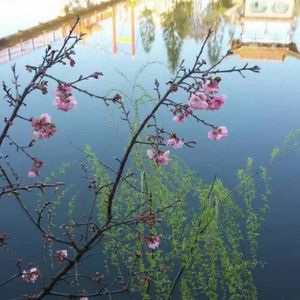 乡村振兴虎乡美